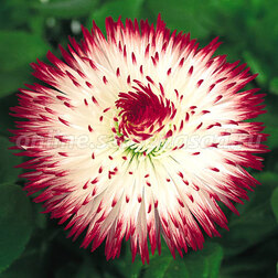 ����  ���������� �������� ���� ��� ���� (1��-250�����) ���������������� ������, ������ �� 960 ���