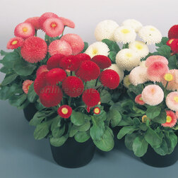 ����  ���������� ����� ���� (1��-1000�����) ���������������� ������, ������ �� 2160 ���