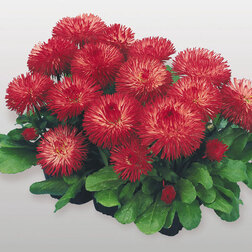 ����  ���������� �������� ��� (1��-1000�����) ���������������� ������, ������ �� 2960 ���