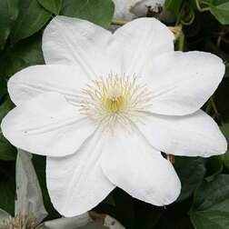 ����  �������� ��������������� ����� �� ������, ������ �� 1339 ���