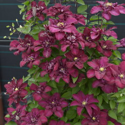 ����  �������� ��������������� �� III ��������, ������ �� 1869 ���