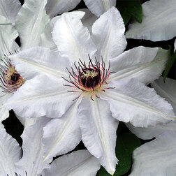 ����  ������� ��������� ���������������� ���� ����, ������ �� 599 ���