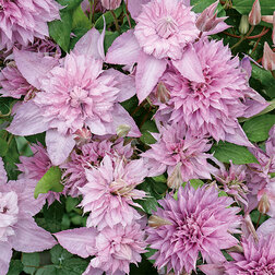 ����  �������� ��������������� ������ ���� (1-�����), ������ �� 1269 ���