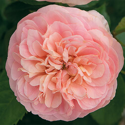 ����  ���� ���������� ����� ������, ������ �� 499 ���