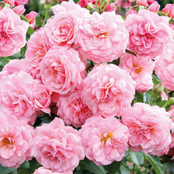 ����  ���� ���������� ����� �����, ������ �� 499 ���