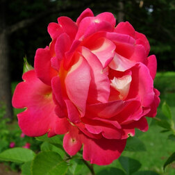 ����  ���� �������� ����� �������, ������ �� 549 ���