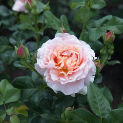 ����  ���� �������� ���� �� ��������, ������ �� 549 ���