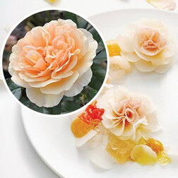 ����  ���� �������� ����� ���� (���������� �����), ������ �� 1579 ���