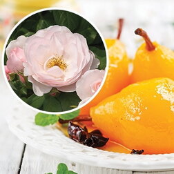 ����  ���� �������� ��� (���������� �����), ������ �� 1579 ���