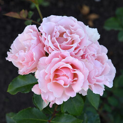 ����  ���� �������� �����, ������ �� 549 ���