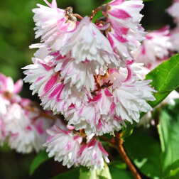 ����  ������ �������� ����� �����, ������ �� 595 ���