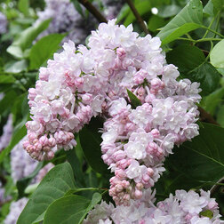 ����  ������� ������ ������� (������������), ������ �� 595 ���