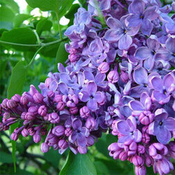 ����  ������ ������������ ��� ���������������, ������ �� 595 ���