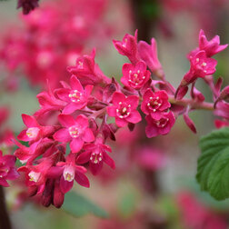 ����  ��������� �������-������� ���� ������ VII, ������ �� 442 ���