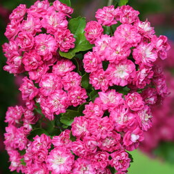 ����  ��������� ������������ ����� ������� (� �����), ������ �� 909 ���