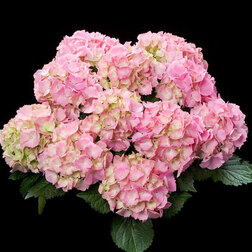 ����  ��������� �������������� ���� ��������, ������ �� 1096 ���