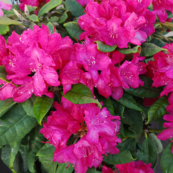 ����  ����������� ��������� �������, ������ �� 918 ���