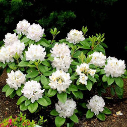 ����  ����������� ������������ ������, ������ �� 935 ���