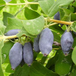 ����  ��������� ��������� ������ ��������, ������ �� 419 ���