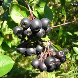 ����  ������ ������������ (� �����), ������ �� 549 ���