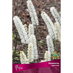 ����  �������� �������, ������ �� 331 ���