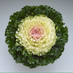 ����  ������� ������������ ������� F1 ���� (1��-1000��) ���������������� ������, ������ �� 10032 ���