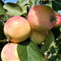 ����  ������ ���������� �������, ������ �� 509 ���