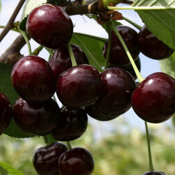    () -2 (  ) ( ),   783 