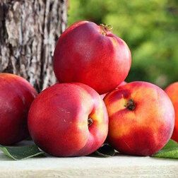 ����  �������� ������� ���� (������ �����) (� �����), ������ �� 873 ���