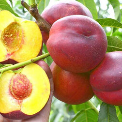 ����  �������� ��� ������� (������ �����) (� �����), ������ �� 873 ���