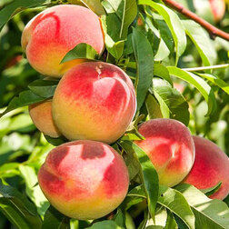     ()   ( ) ( ),   1143 