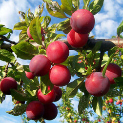 ����  ����� ��������� �������� (������ �����) (� �����), ������ �� 756 ���