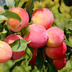 ����  ����� ��������� ������� ��� (������ �����) (� �����), ������ �� 756 ���