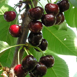 ����  ������� ����� (������ �������� ���/���-2) (� �����), ������ �� 900 ���