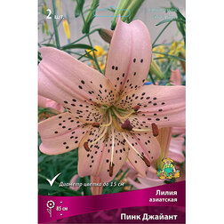 ����  ����� ��������� ���� ������� (2��.), ������ �� 455 ���