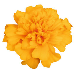 ����  �������� ����������� ����� ����� ���� (��-1000��) ���������������� ������, ������ �� 1920 ���