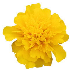 ����  �������� ����������� ����� ����� ��� ����� (��-1000��) ���������������� ������, ������ �� 1920 ���