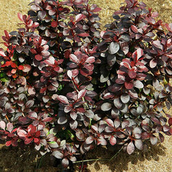 ����  �������� �������� ����� ��� ����, ������ �� 510 ���