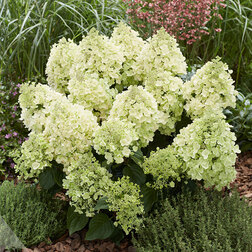 ����  ��������� ����������� �� ����� (����� �����), ������ �� 952 ���