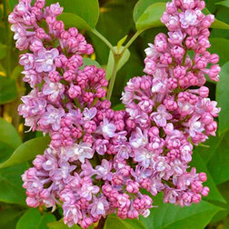 ����  ������ ������������ ���� �� �����, ������ �� 595 ���