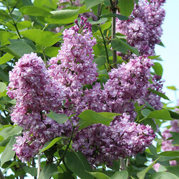 ����  ������ ������������ ���� �������, ������ �� 595 ���