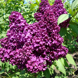 ����  ������ ������������ ������� �������, ������ �� 595 ���