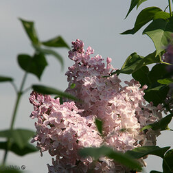 ����  ������ ������������ �������� ����, ������ �� 595 ���