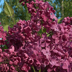 ����  ������ ������������ ���� ������, ������ �� 595 ���