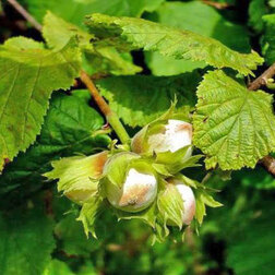 ����  ������ (������ ������������) ��������� (� �����), ������ �� 748 ���