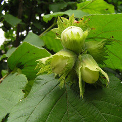 ����  ������ (������ ������������) ����������-2 (� �����), ������ �� 748 ���