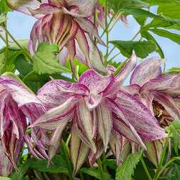 ����  �������� ������������ ���� ��������, ������ �� 1869 ���