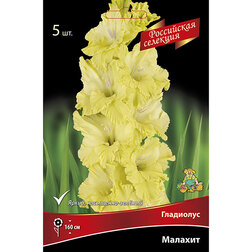 ����  ��������� �������, ������ �� 595 ���