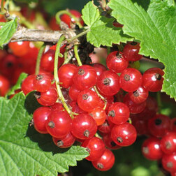 ����  ��������� ������� ������ �������, ������ �� 259 ���