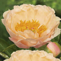 ����  ���� ���������������� ����� ���* 2-3 �����, ������ �� 2354 ���